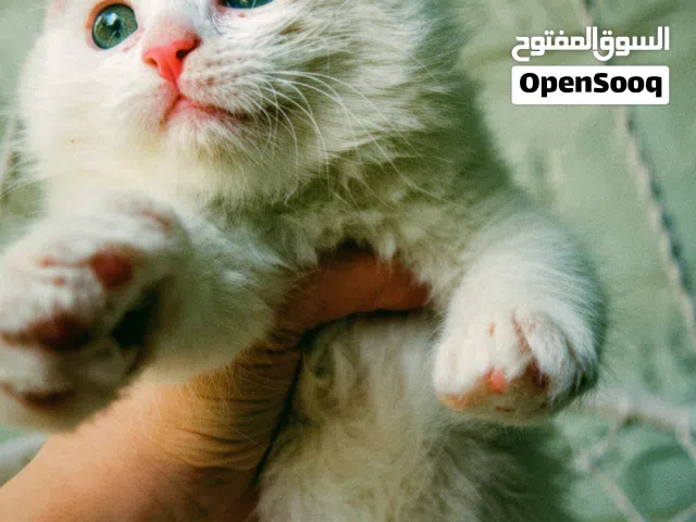 قطة شيرازي للبيع