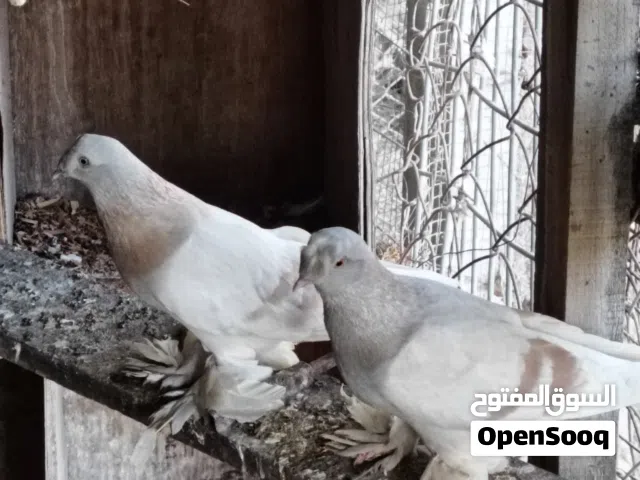 زوجين تركي لفاخر منتجات ميه بلميه