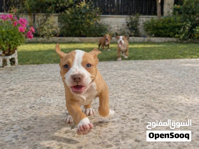 كلاب بيتبول للبيع