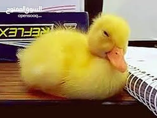 سلحفاه و بطه و قطه شنشيلا و قط شيرازي كتن بيبي ابيض و حلزون كركعه و بطبوطين سلحفاة مائيه