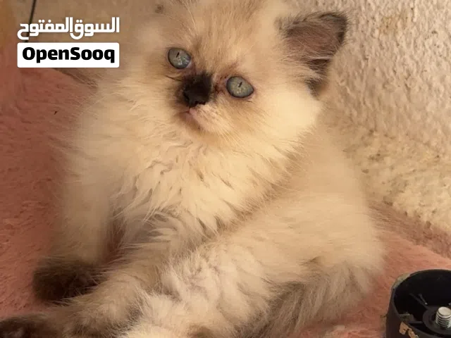هيملايا تشوكلت