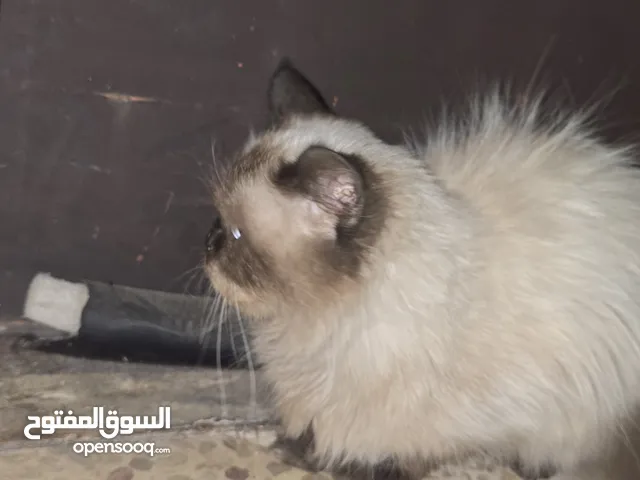 قطه للبيع الهملايا