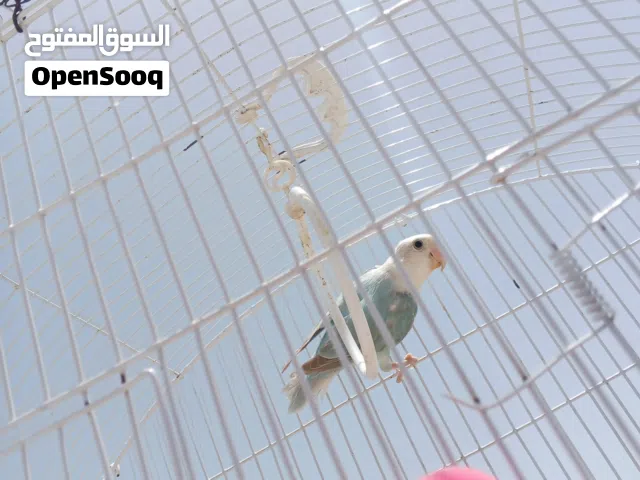 طير البركديلو لون سماوي