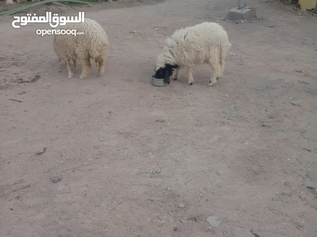 غنام البيع