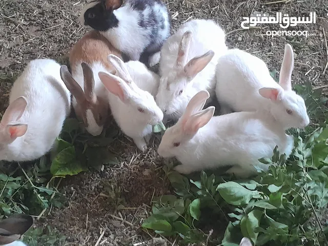 ارانب اناثي وذكوره  سعرالوحد 8دنانير بدايه ولاده النوع فرنسي