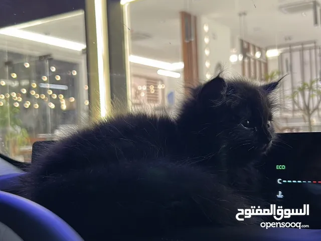 قط شيرازي ذكر عمره 5 شهور