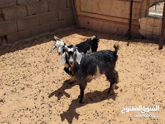 بسم الله توكلنا على الله جدي وعناق للبيع السعر المطلوب 1100 دينار مع بعض أعمارهم الزوز تلاتة شهور