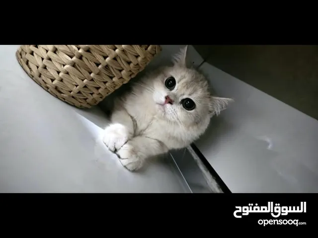 برتش شورت هير انثى 8 اشهر