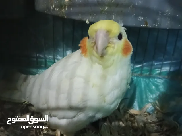 طيور كوكتيل للبيع منهم جاهز