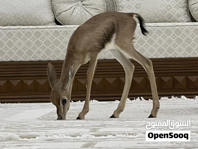 الغزال العربي الديماني