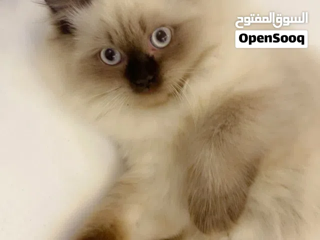 سنورة  هملايا