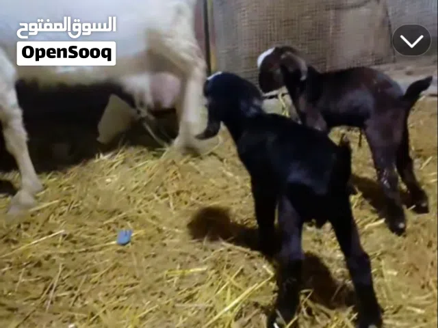 ماعز البيع توامه وراهه توم عمارهن شهر ونص