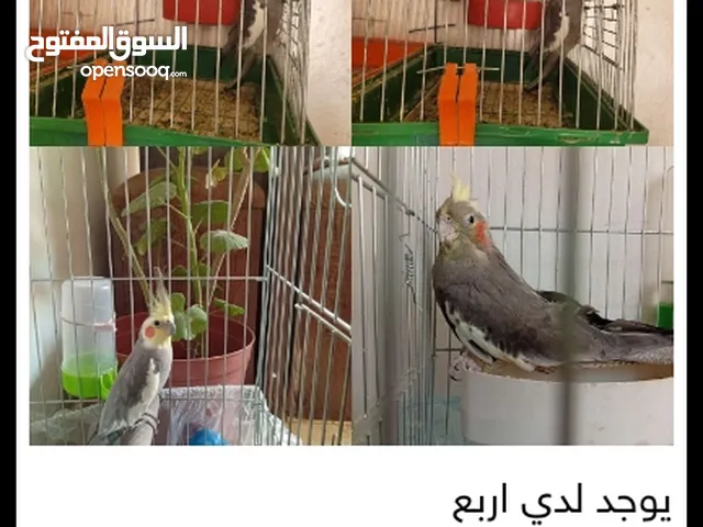 ببغوات كوكتيل ما شاء الله عليهم صحه و نشاط و تغريد و جيب معك انت قفص لانه ما بيجي معهم قفص وو شكرا ت