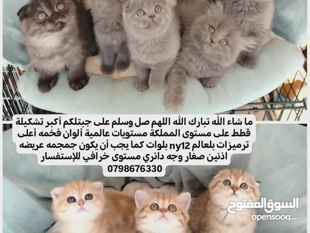 قطط مستويات عالمية ألوان فخمه جولدنات بلوات