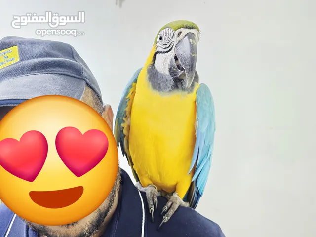 for sale bird