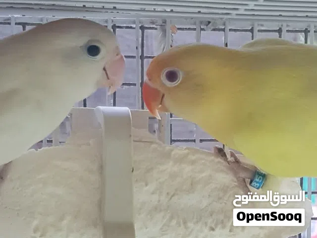 Fischer Love Bird