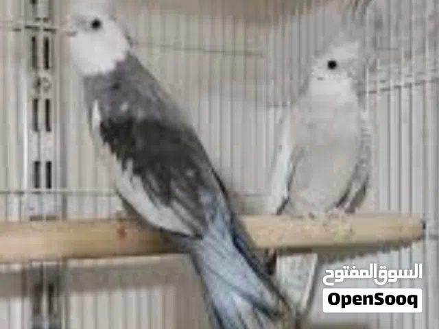 طيور كوكتيل  نخب اول ماشاء الله  اربد علعال