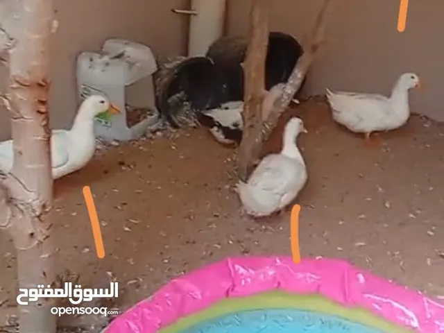 باطل للبيع اربع حبات بط بط