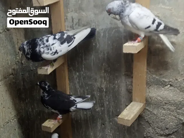 طيور حمام موعد