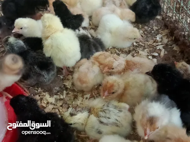 للبيع دجاج عماني فرنسي الي سبق لبق عمر اسبوعين ثلاث حبات بريال
