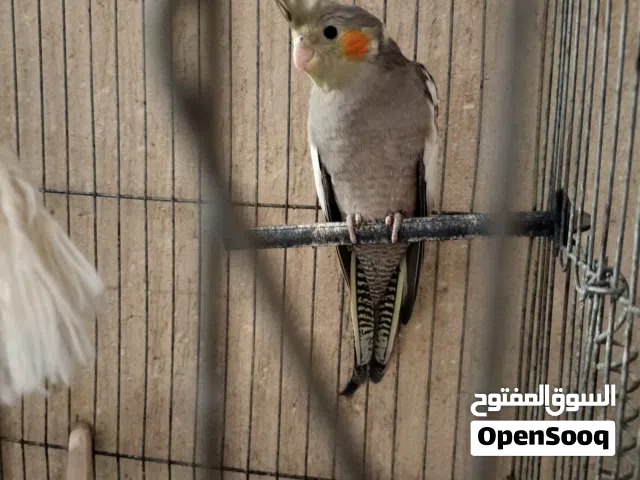 كوكتيل حبشي