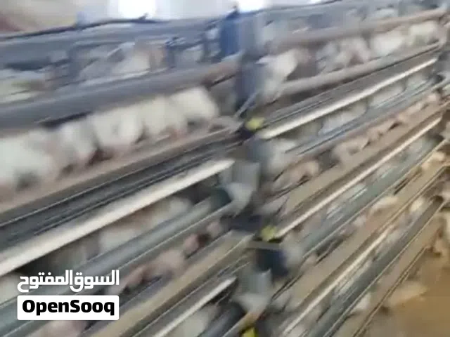 اقفاص او بطاريات لتربية الدجاج البياض واللاحم