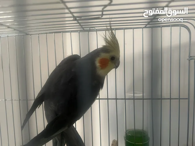 طائر كوكتيل