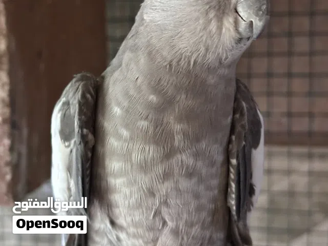 ببغاوات منوعه