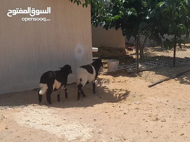 زوز فطايم الله يبارك خوات تؤام عمرهم ف4شهور ونص متع تربيه سليمات من العيوب والامراض