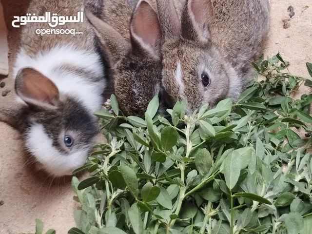 ثلاث ارانب يأكلن في صفصفة خضرة بس مشالله تبارك الله