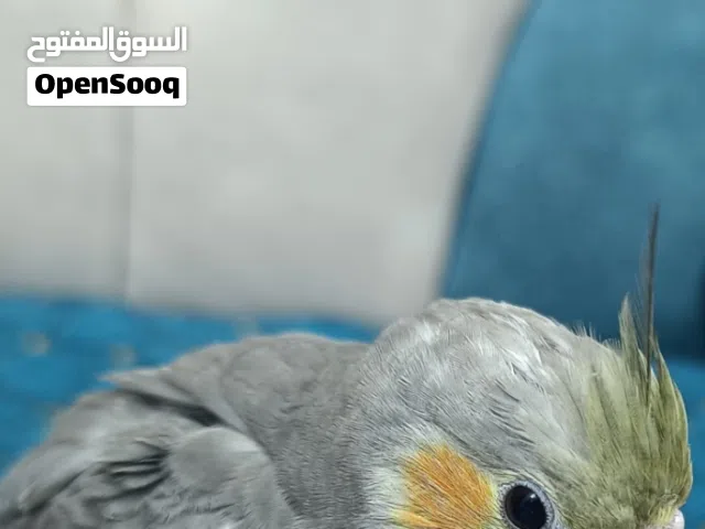 كوكتيل حبشي اليف طينه شوف وصف