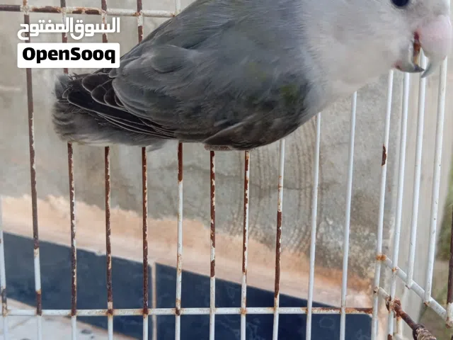متوفر ذكر روز ذكر بسم الله ما شاء الله قمه في النظافه