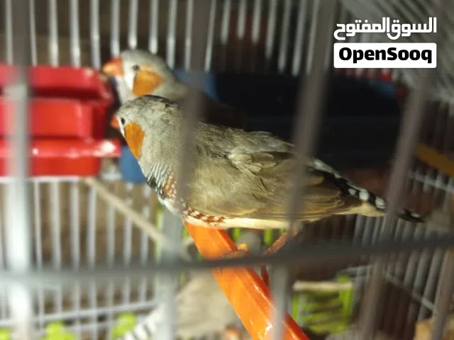 عصافير للبيع