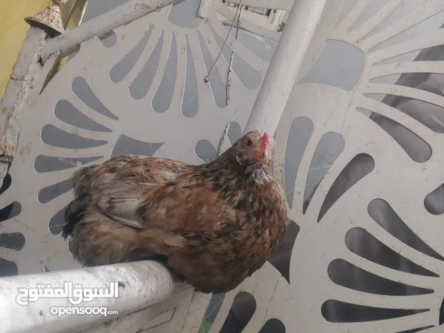 نوع الدجاج برهماء الحجم وسط وا هاذا مو سعر هاء النهائي بيها مجال