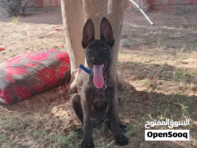 متاح  جروا  مالينوا ذكر  درجه اولى عمره شهرين، شرس ونشيط .