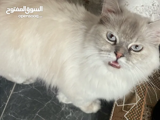 قطة هملايا حامل عمر سنة و4 اشهر