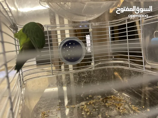 طير الفيشر مأخذ كل التطعيمات