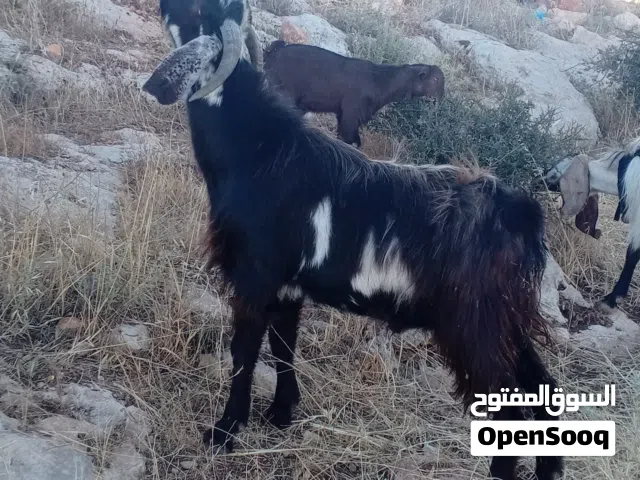 للبيع ثني ثلاث حبات من كل جال