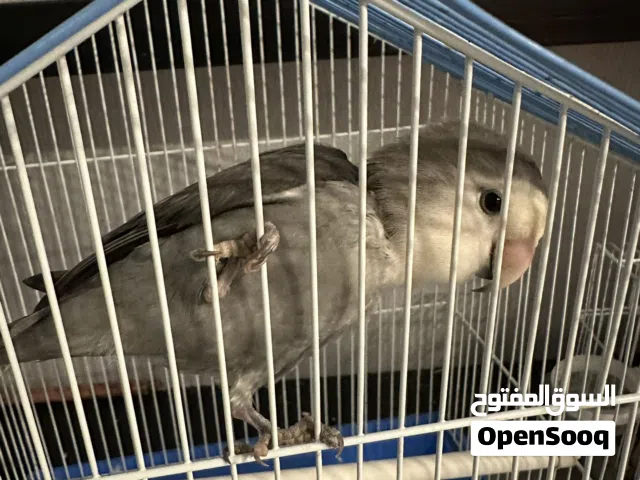 طير لف بيرد للبيع مع القفص