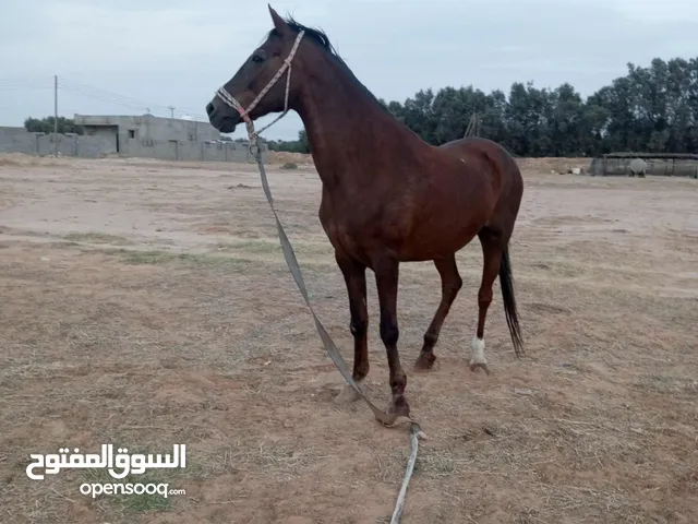 فرس للبيع  انجليزيه