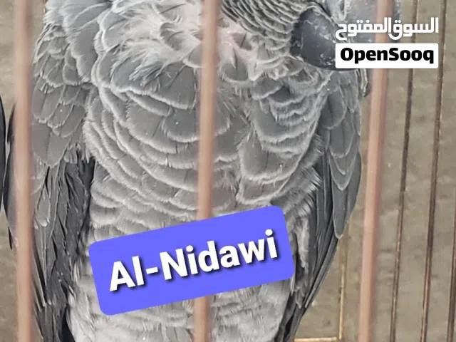 ببغاء كاسكو