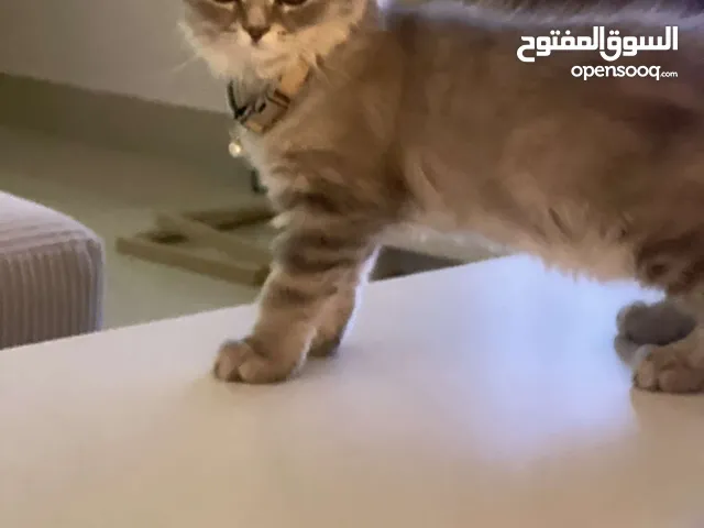 قطتين شيرازيه للبيع العمر 3 شهور