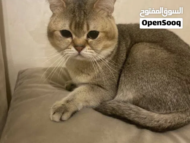 قط سكوتش ny12 بيور للبيع