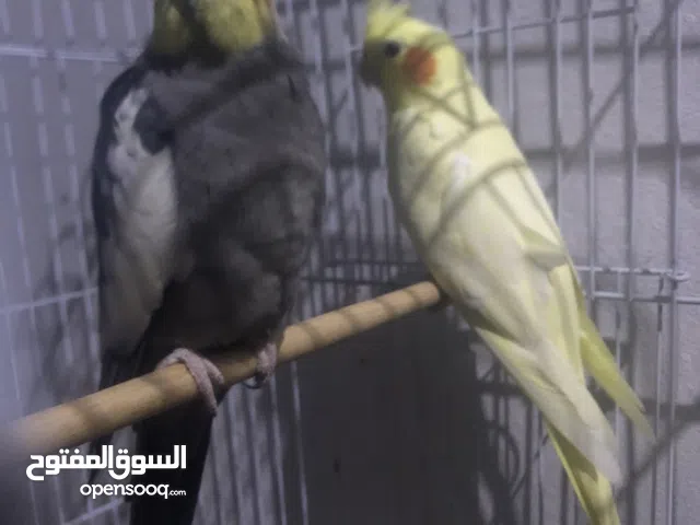 كوبيه اللـබ يبارك