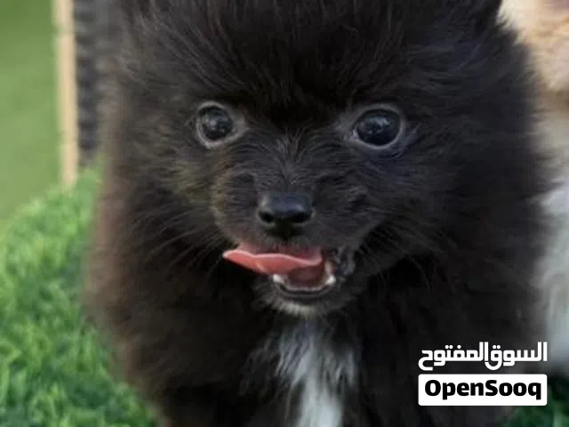 جراوي بومرينيان عمر 50 يوم