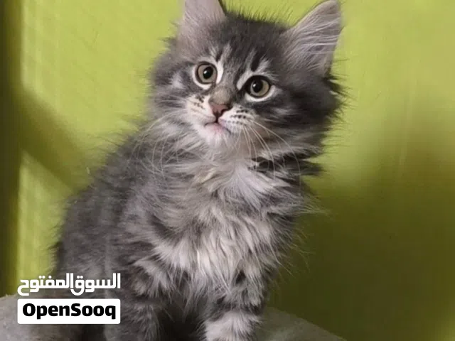 Norwegian forest kitten