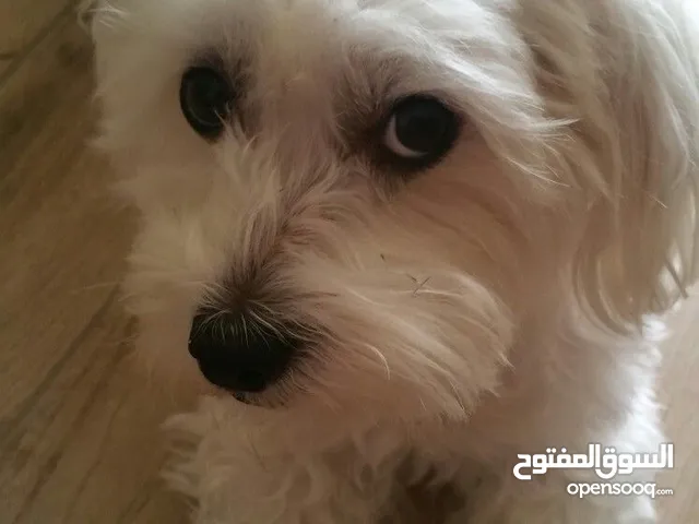 كلب مالتيز للبيع