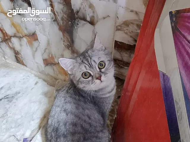قطط سكوتش ستريت للبيع انثى وذكر