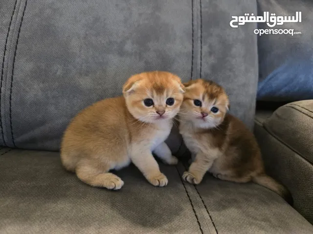 السعر قابل للتفاوض بالمعقول 2 قطط صغيره سكوتش فولد جولد / قصير الشعر - Scottish Fold Gold /