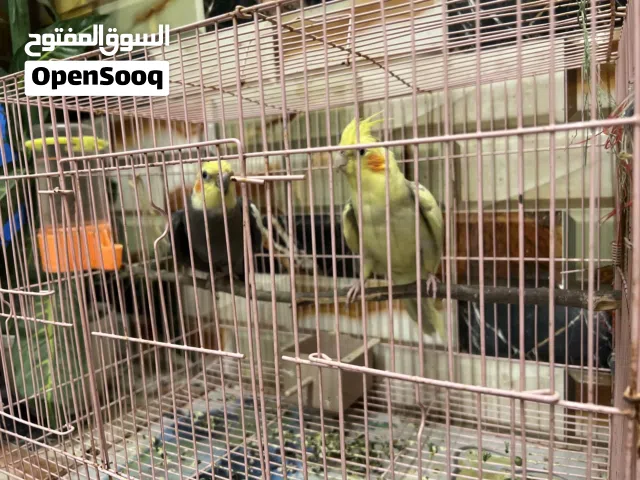 كوكتيل معى الافراخ